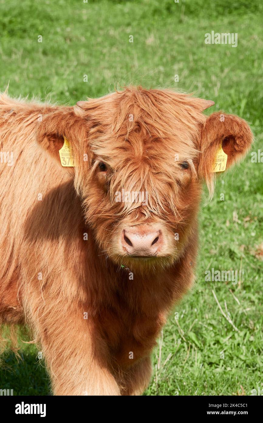 A Brown Scottish Highland Cattle On The Meadow Stock Photo Alamy