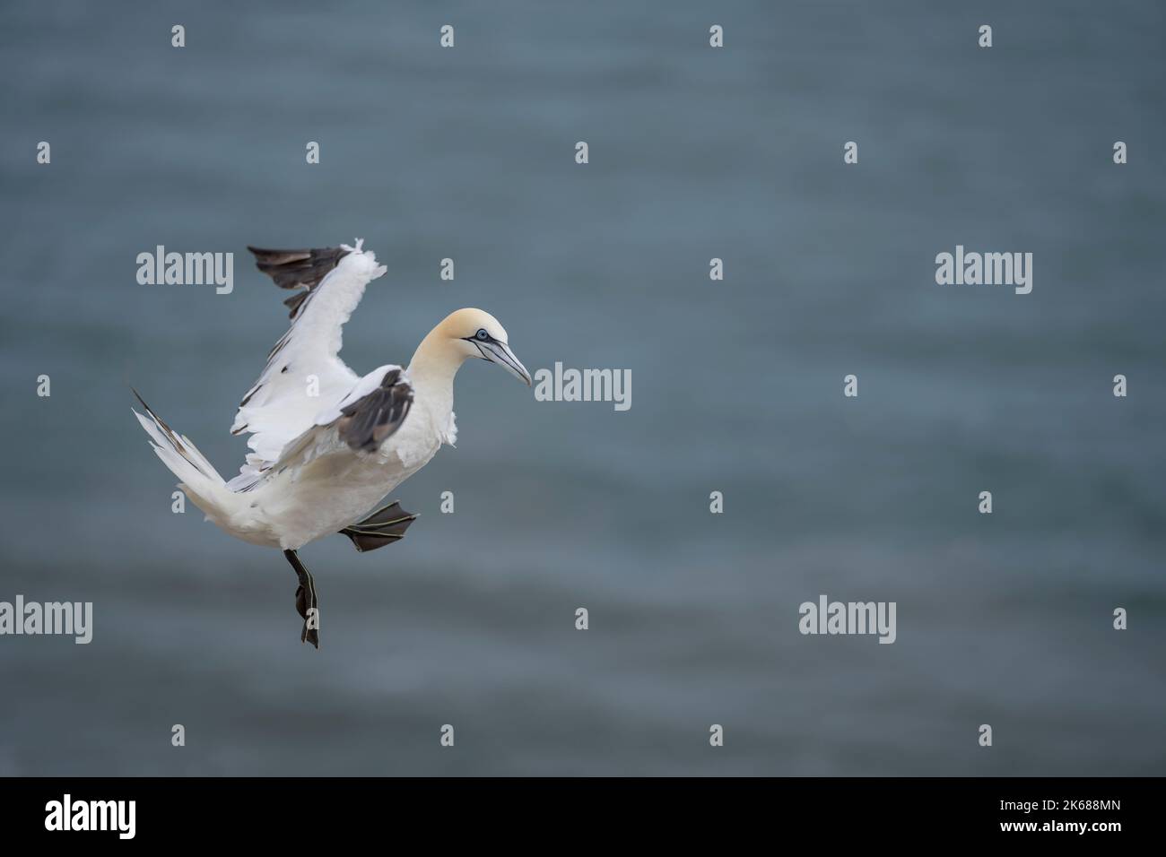 Northern Gannet Morus Bassanus A Single 4th Year Plumaged Bird In