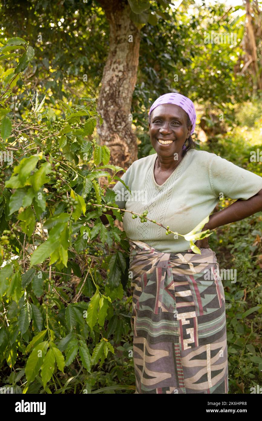 A Woman Smallholder Farmer Prunes Her Coffee Trees On Her Coffee Farm