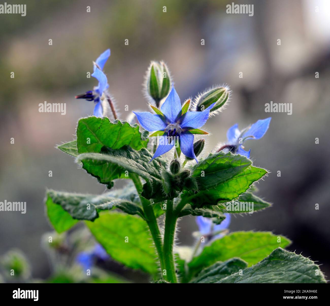 Borage Flowers Borago Officinalis Early Autumn 2022 October Stock