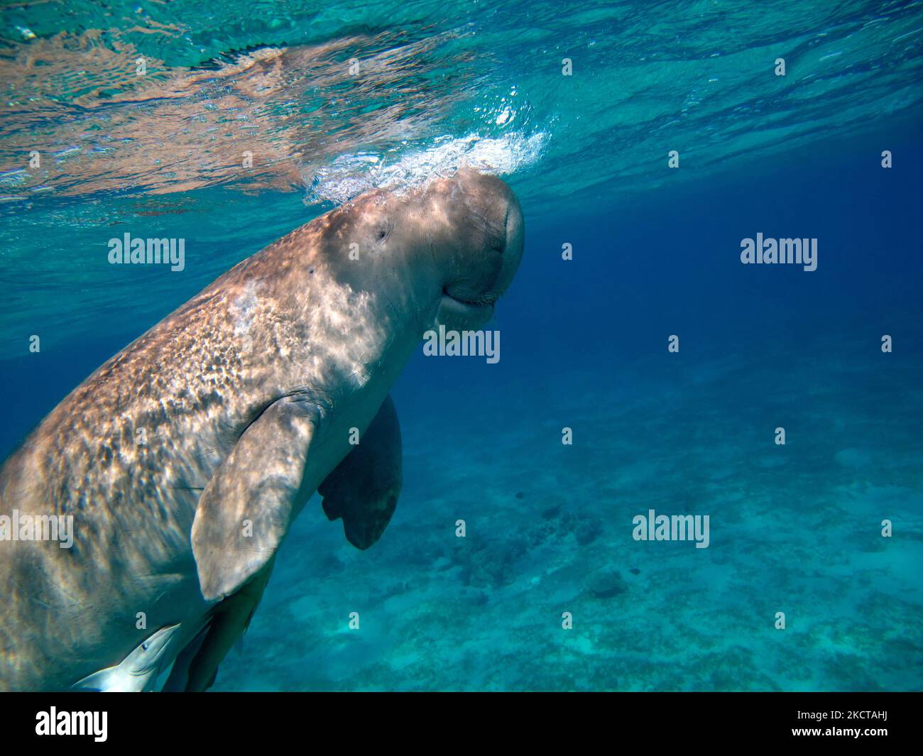 Dugong Baby Dugong From The Bay Of Mars Mubarak Dugongo Sea Cow In