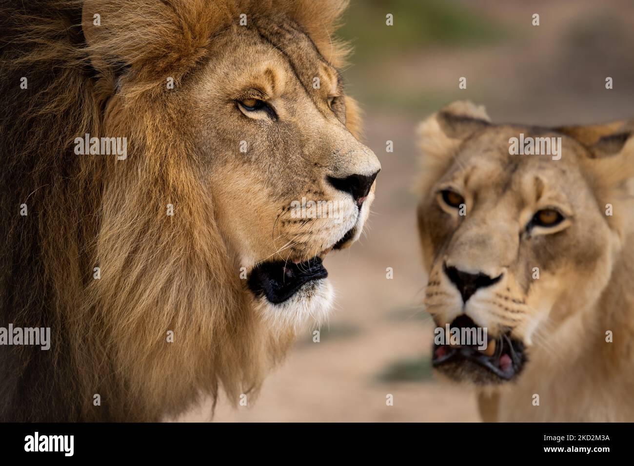 Majestic African Lion Couple Loving Pride Of The Jungle Stock Photo Alamy