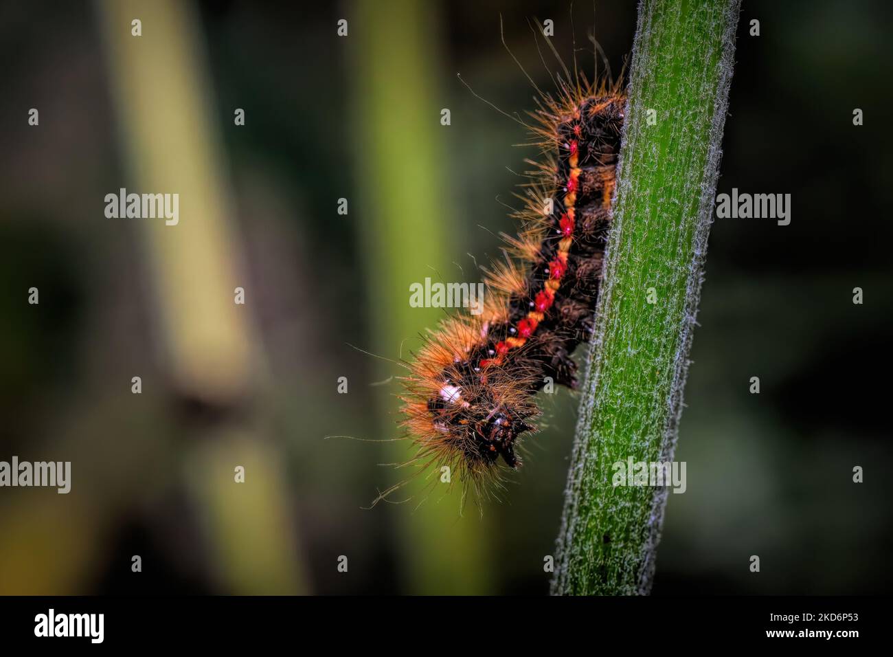 Gypsy Moth Caterpillar Hi Res Stock Photography And Images Alamy