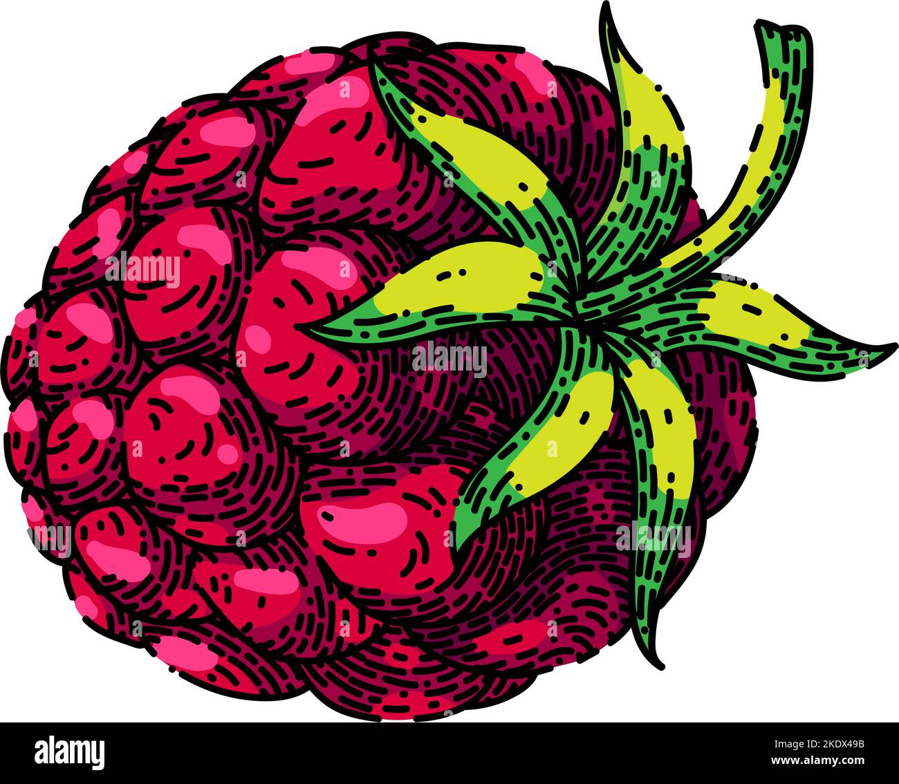 Raspberry Food Sketch Hand Drawn Vector Stock Vector Image Art Alamy