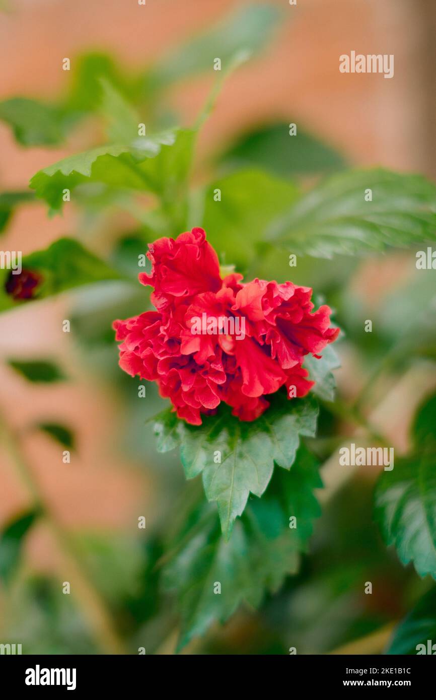 A Closeup Shot Of A Double Petal Red Hibiscus Rosa Sinensis With Green