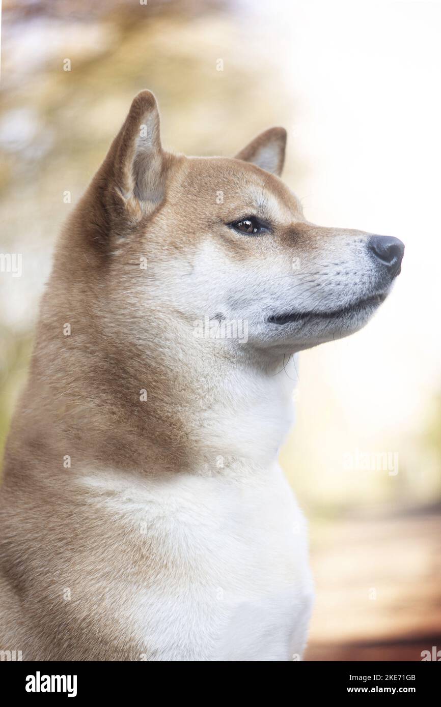 Shiba Inu Portrait Stock Photo Alamy