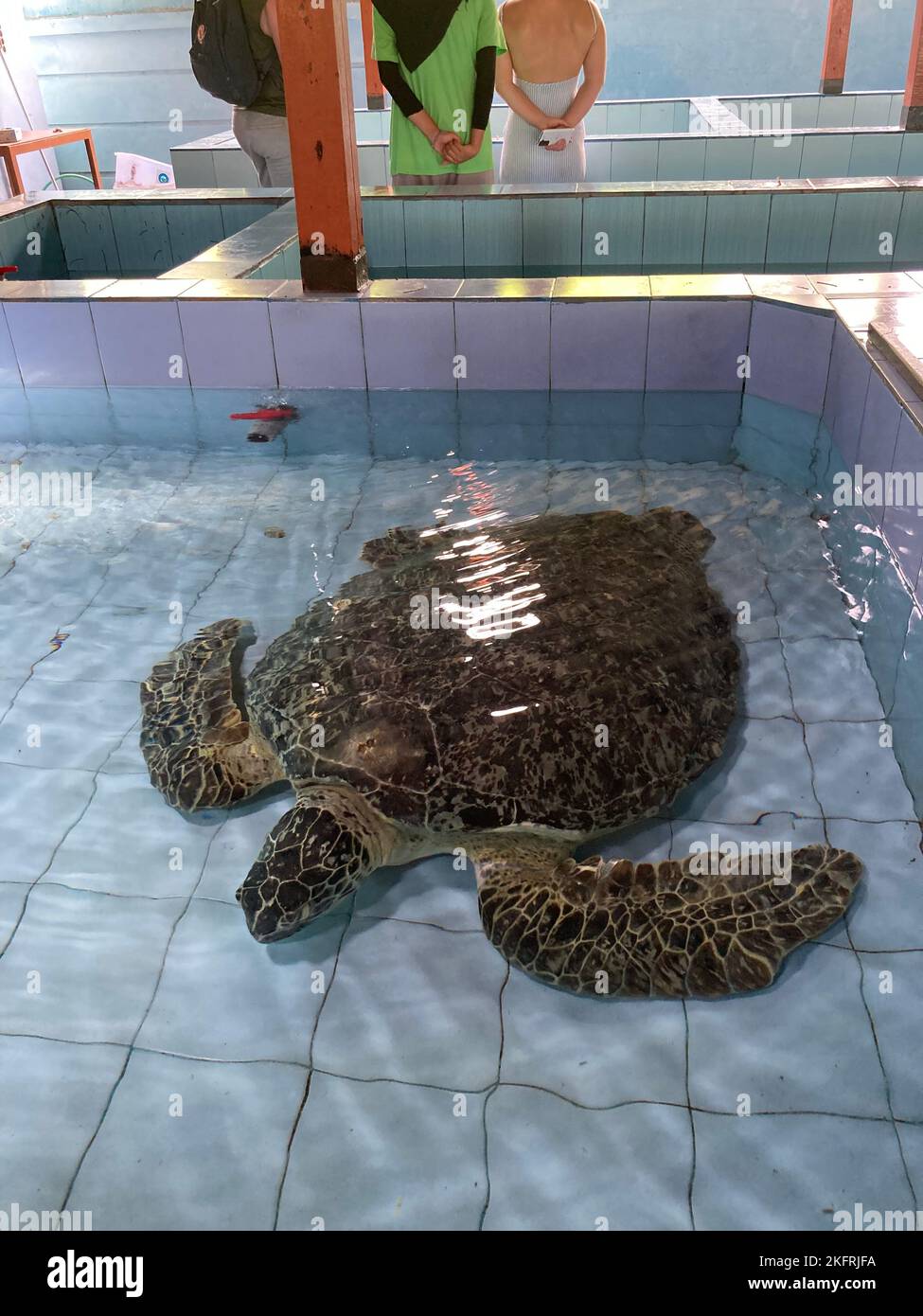 Serangan Indonesia Th Oct A Green Sea Turtle Swims In A Tank