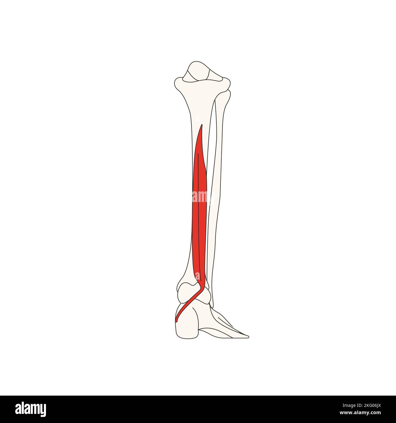 Human Anatomy Drawing Flexor Digitorum Longus Muscle Stock Photo Alamy