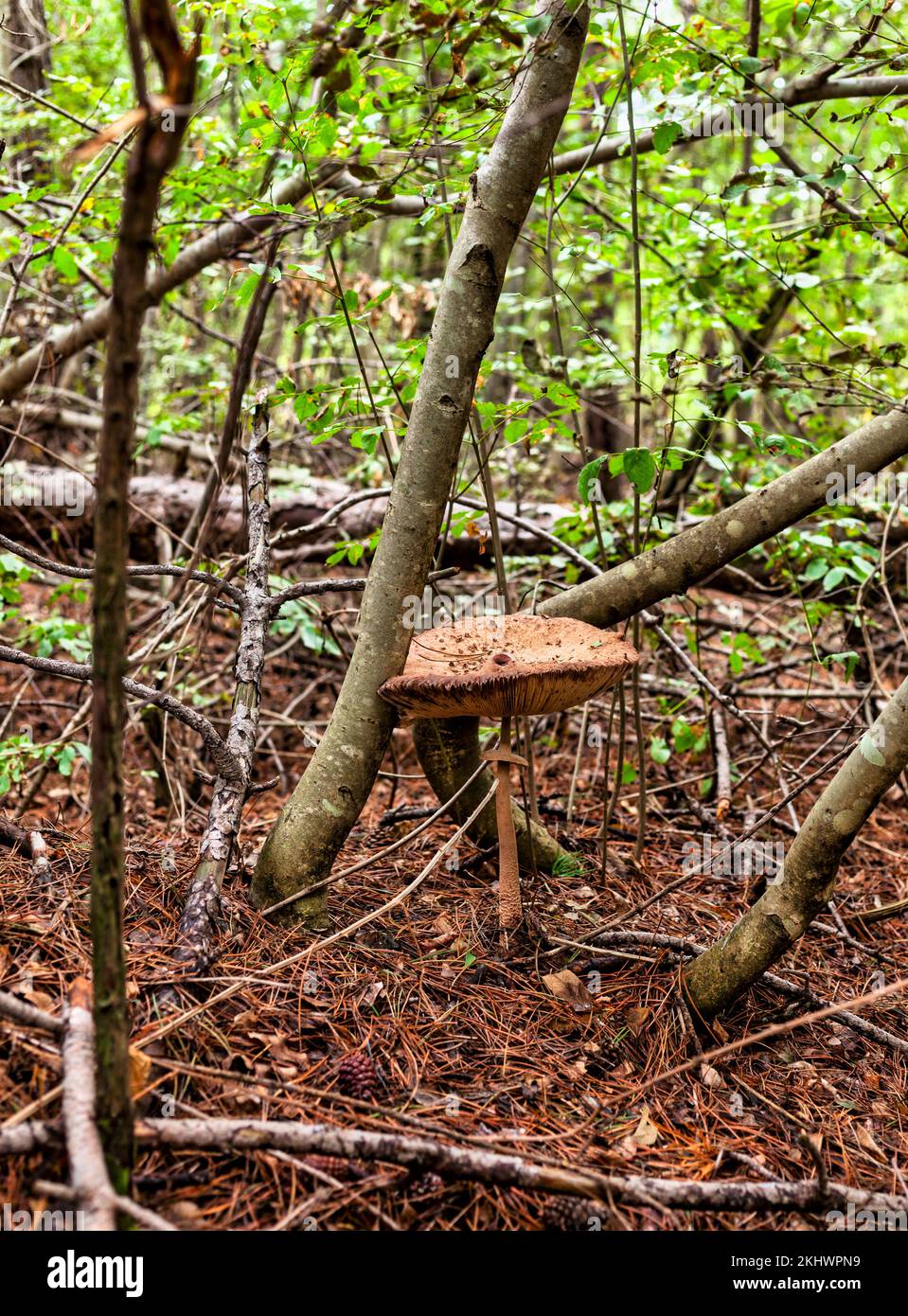 View Of The Giant Parasol Mushroom Umbrella In The Basovizza Wood Near