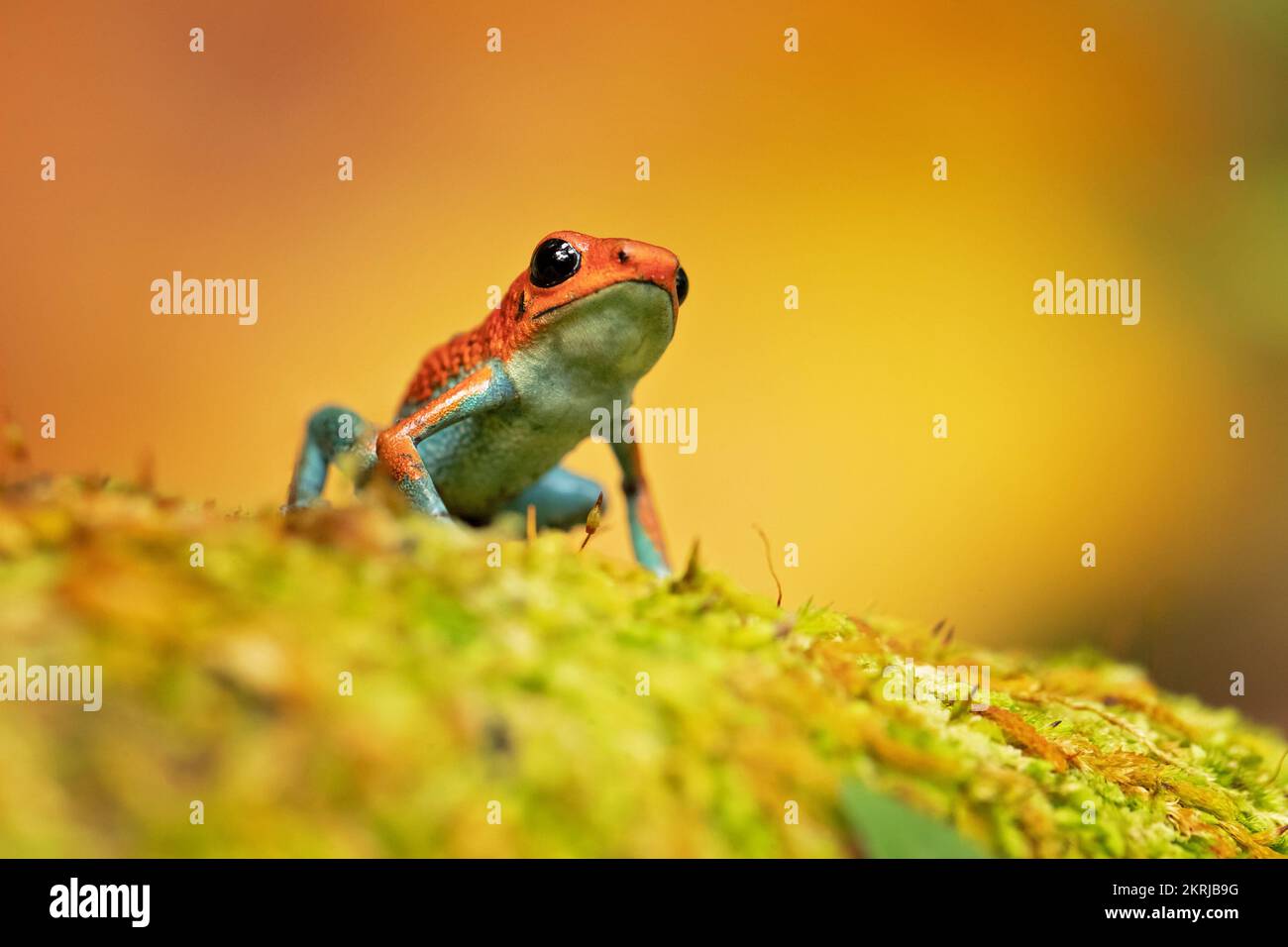 Granular Poison Frog Stock Photo Alamy