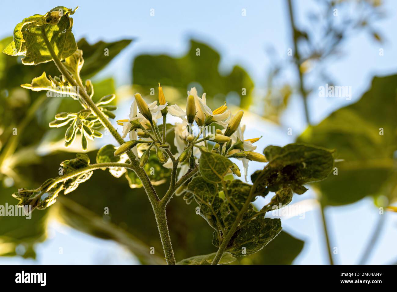 Flowering Plant Of The Species Solanum Paniculatum Commonly Known As