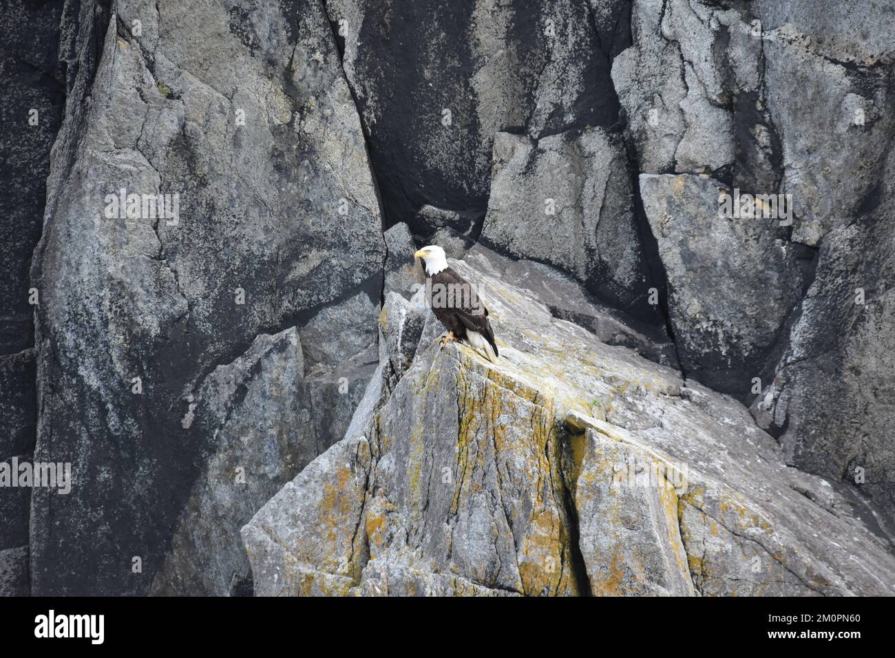 Bald Eagle Sitting On A Rocky Cliff Stock Photo Alamy