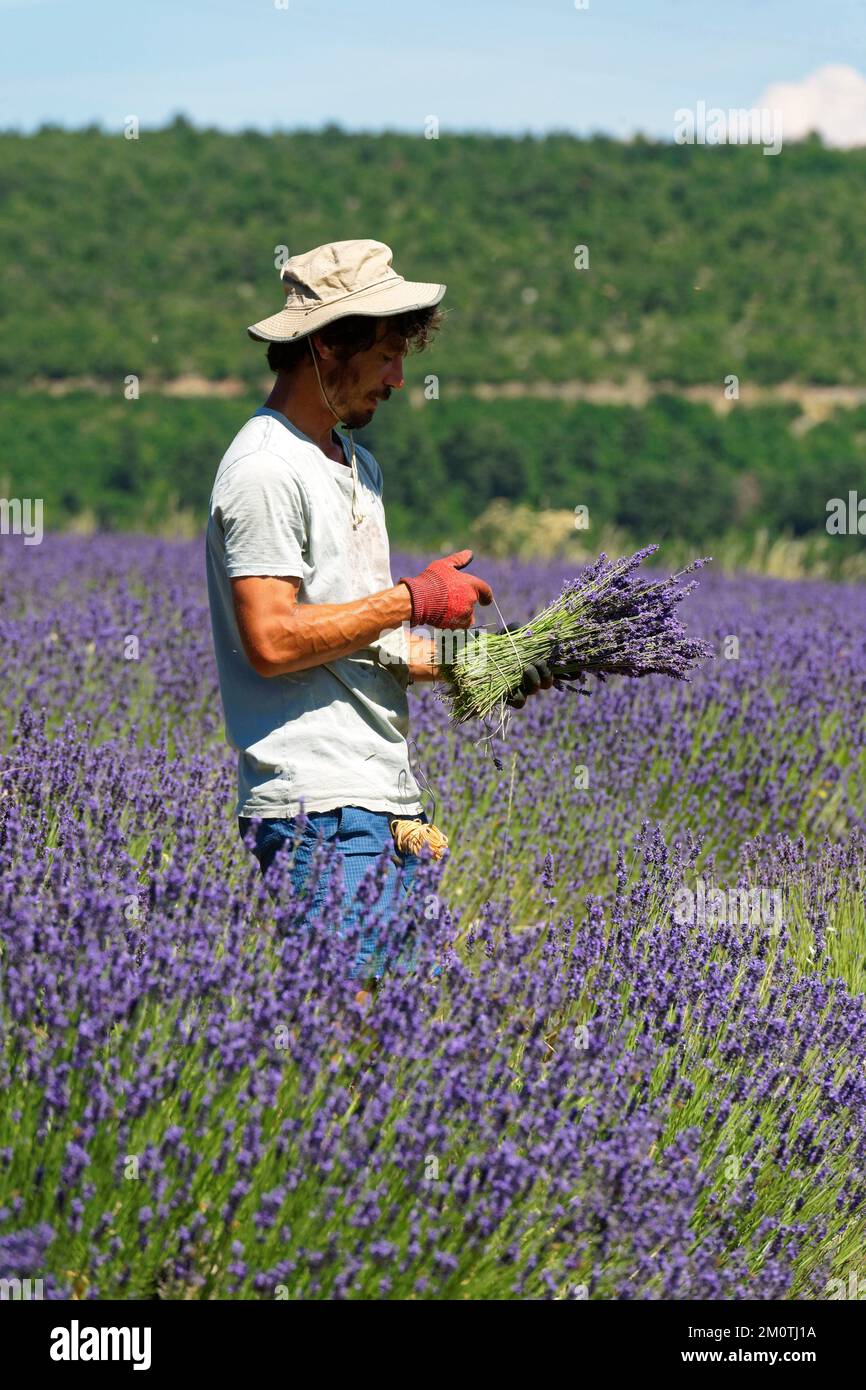 France Vaucluse Parc Naturel Regional Du Mont Ventoux Sault Plateau