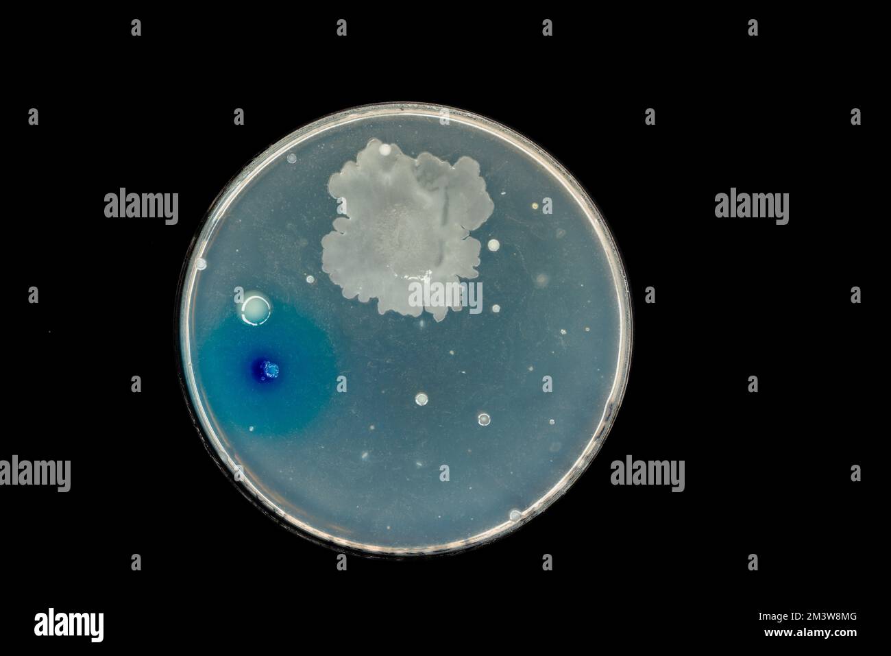 Bacteria Cultured On Petri Dish Stock Photo Alamy