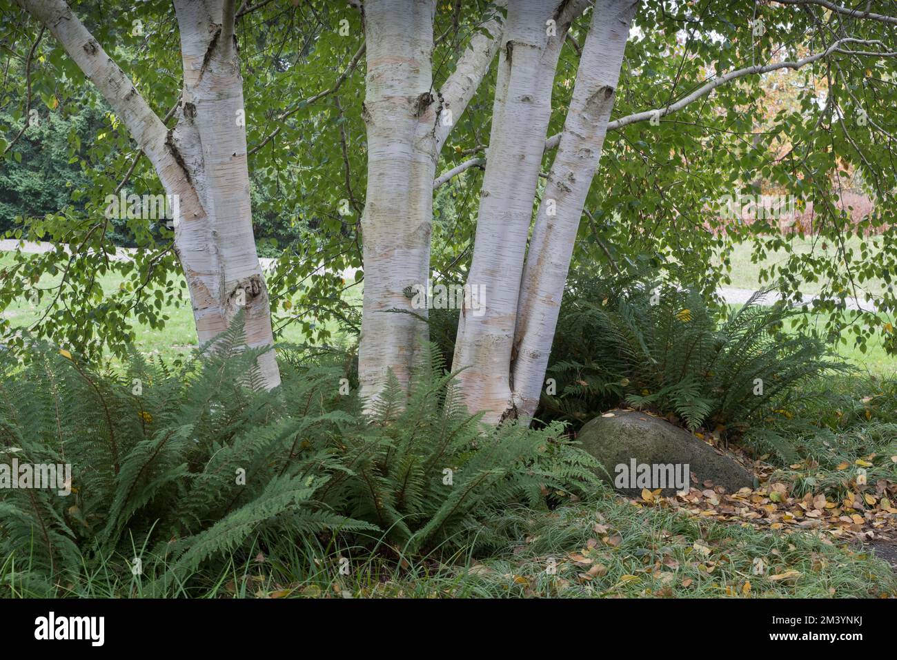 Himalayan Birch Betula Utilis Hi Res Stock Photography And Images Alamy