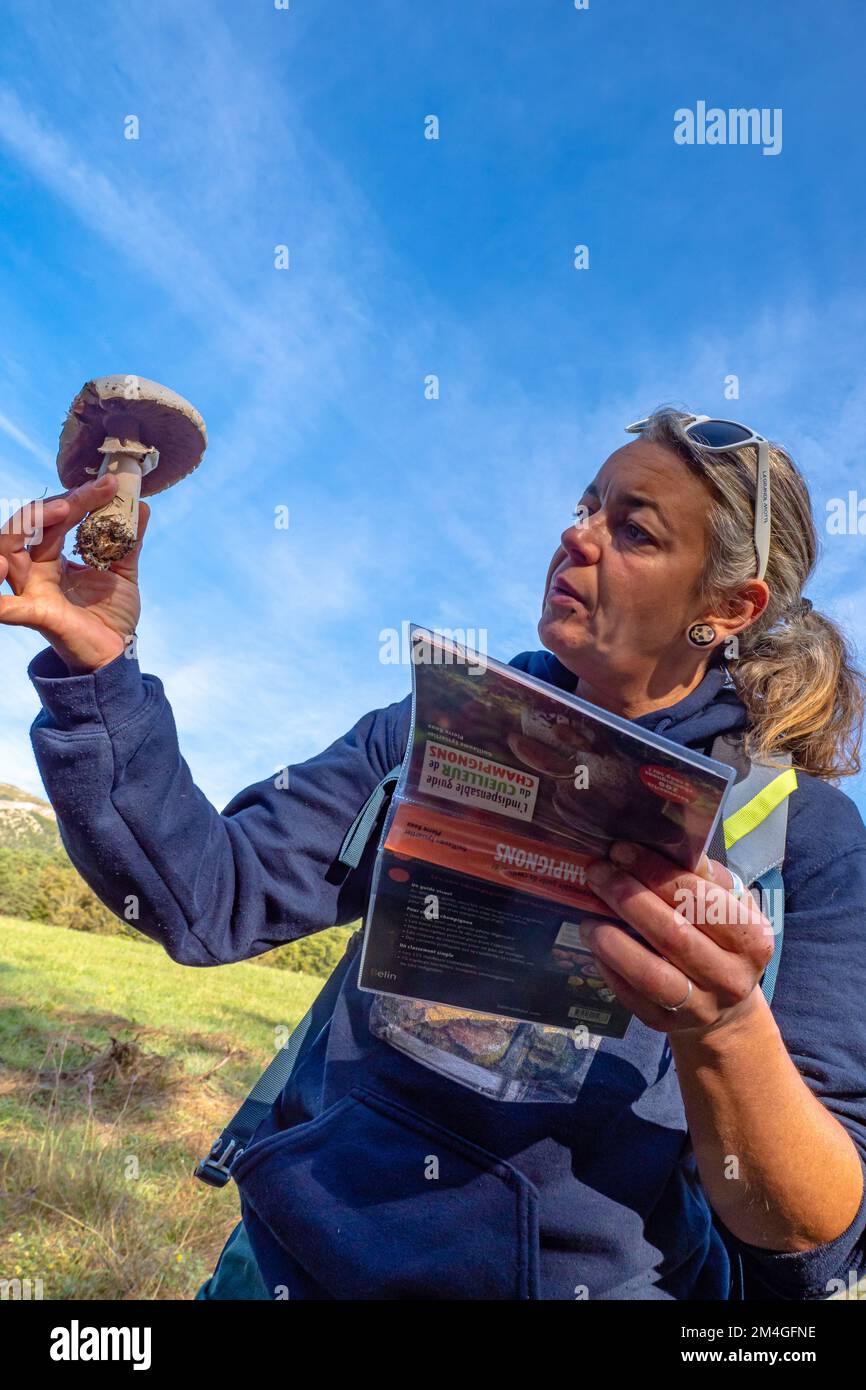 Mushroom Forager Trying To Identify Wild Mushrooms In The Forest With