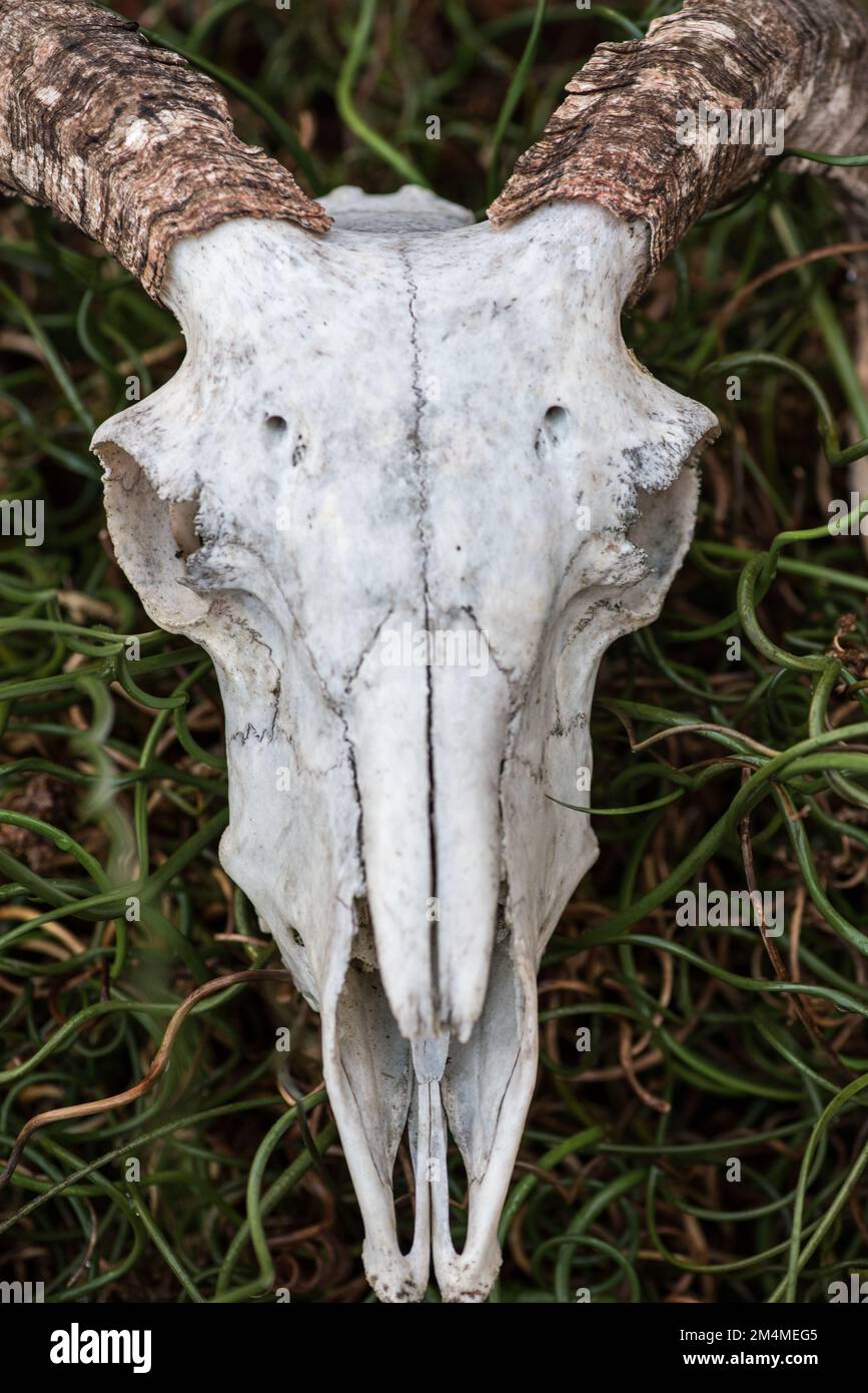 Ovis Aries Domestic Sheep Horned Skull Amidst Curly Rush That Grows