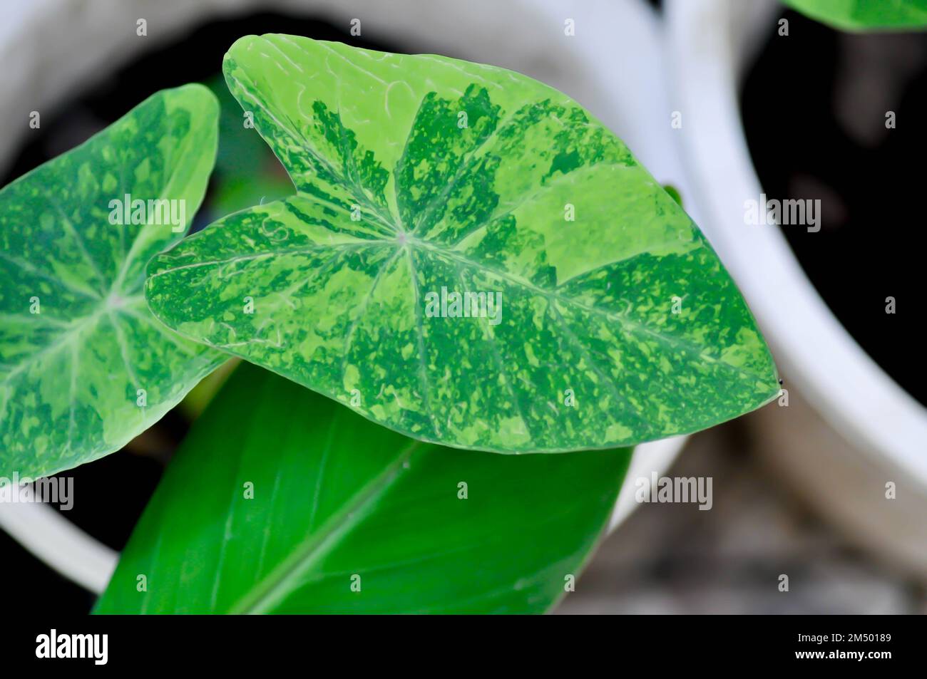 Colocasia Esculenta Lemon Lime Gecko Or Colocasia Plant Stock Photo