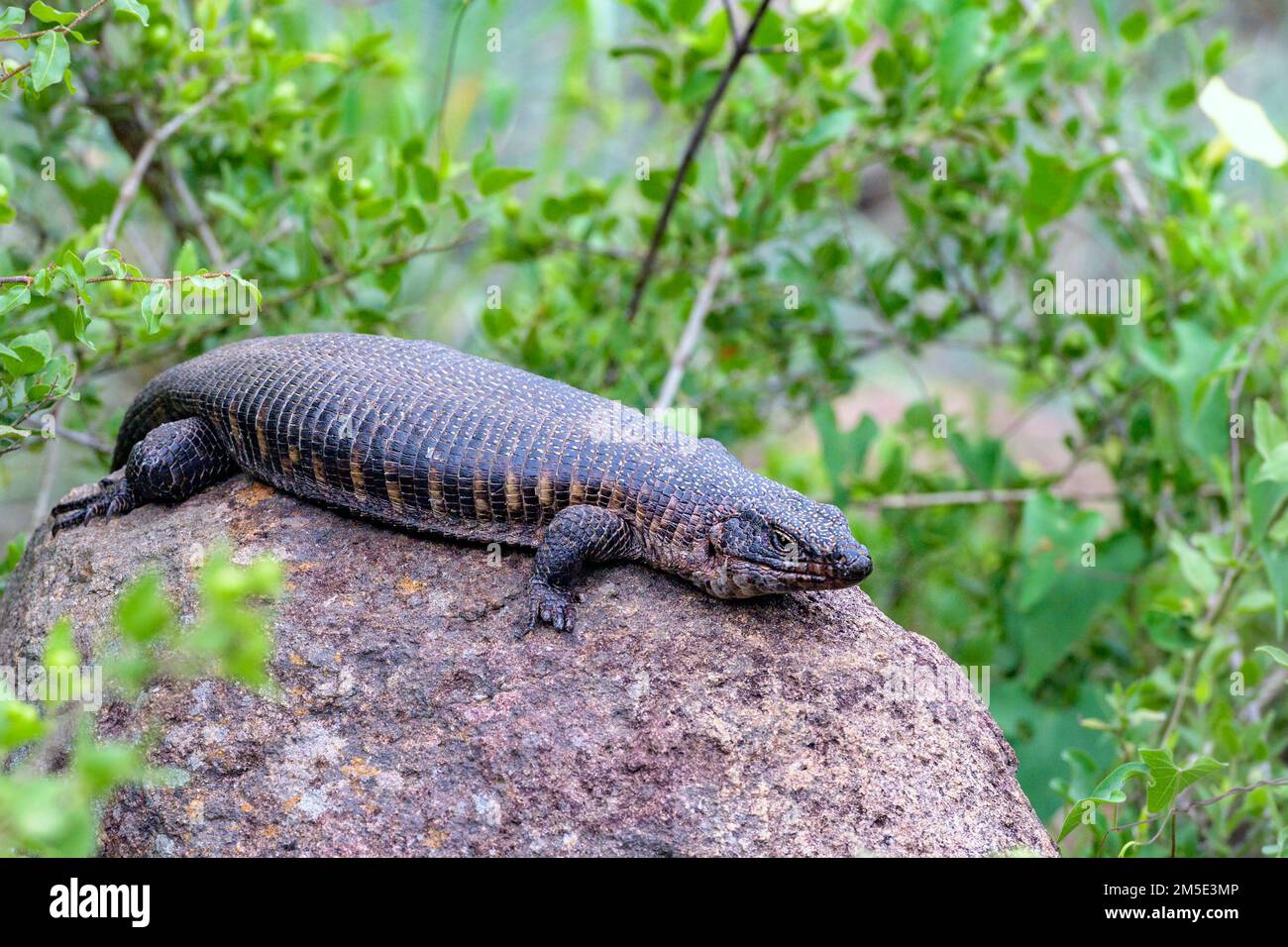 Giant Plated Lizard Matobosaurus Validus From Lower Sabie Kruger NP