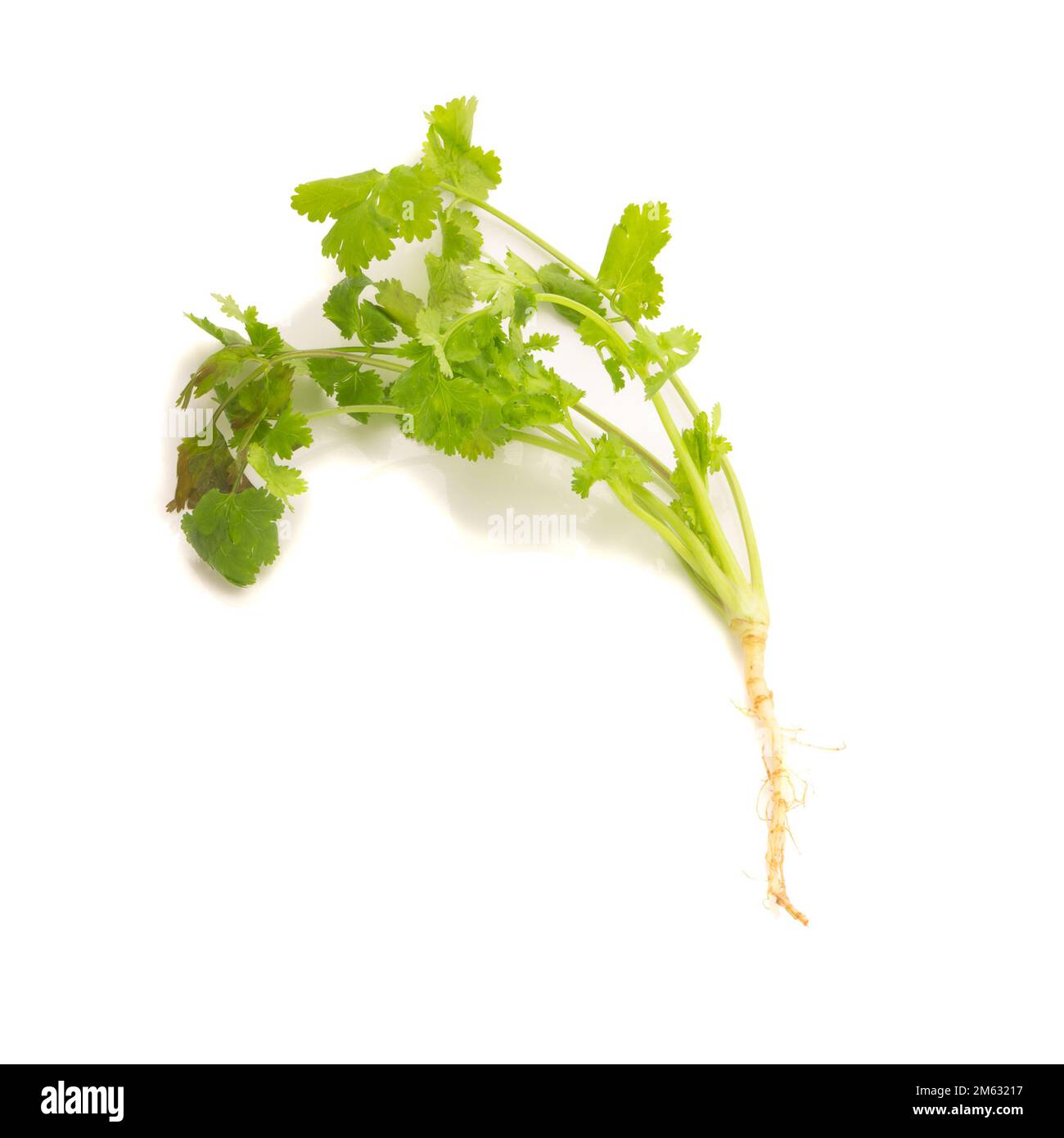 Coriander Isolated On White Background Stock Photo Alamy