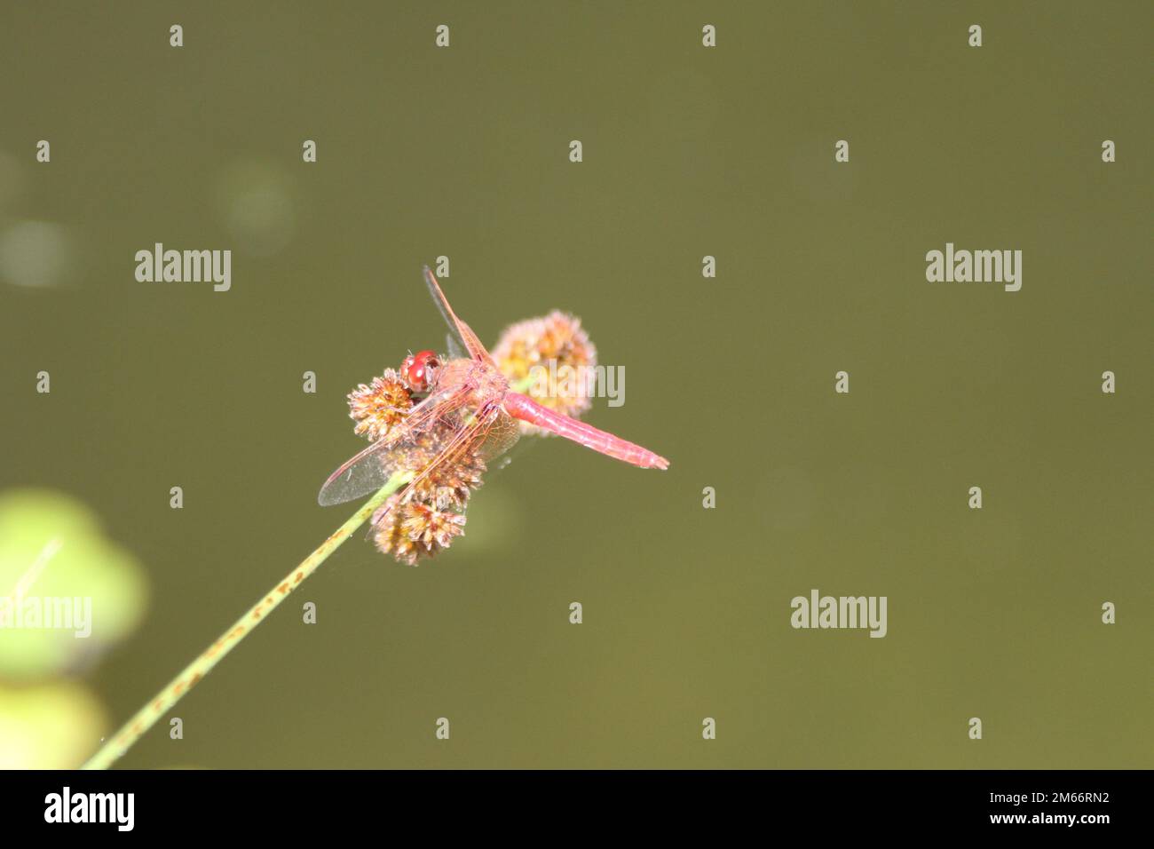 Dragon Flies Flying In The Wild Stock Photo Alamy