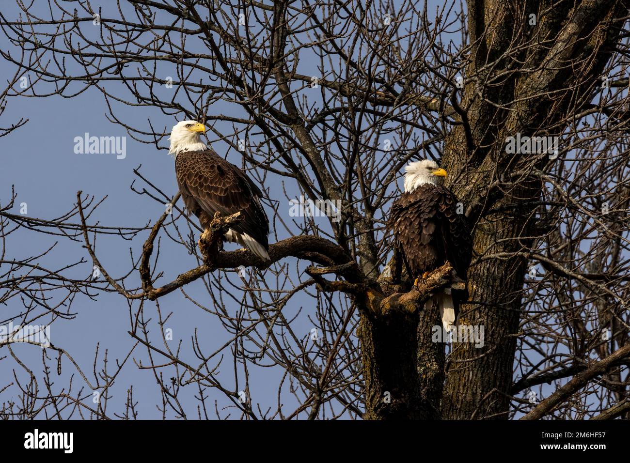 A Pair Of Bald Eagles Haliaeetus Leucocephalus Stock Photo Alamy