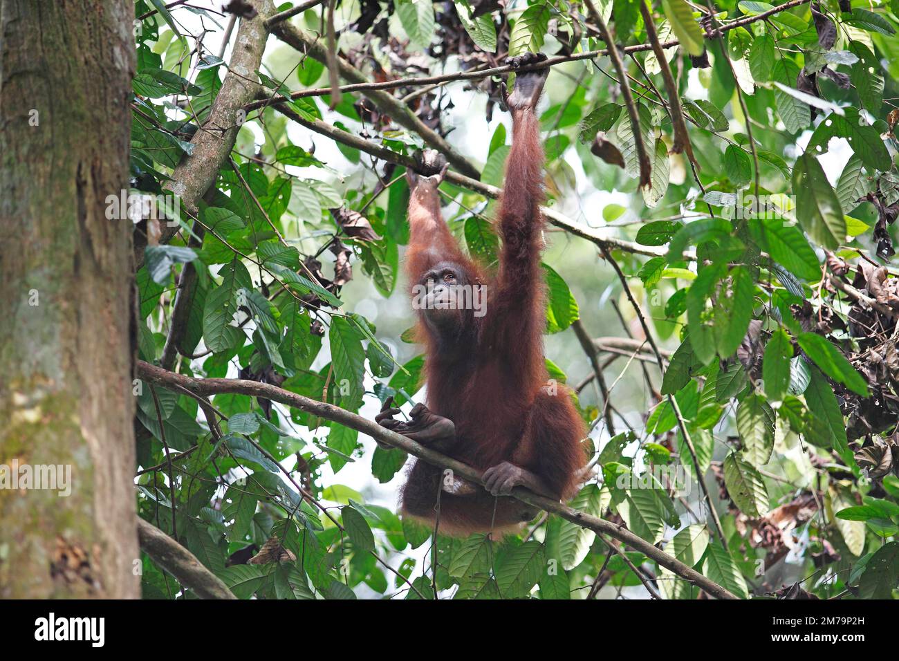 Orang Utan Hanging From A Branch Sepilok Rehabilitation Centre Sabah