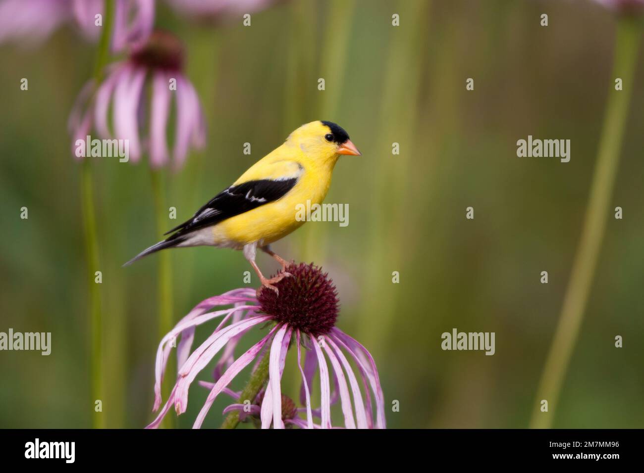 American Goldfinch Carduelis Tristis Male On Pale Purple