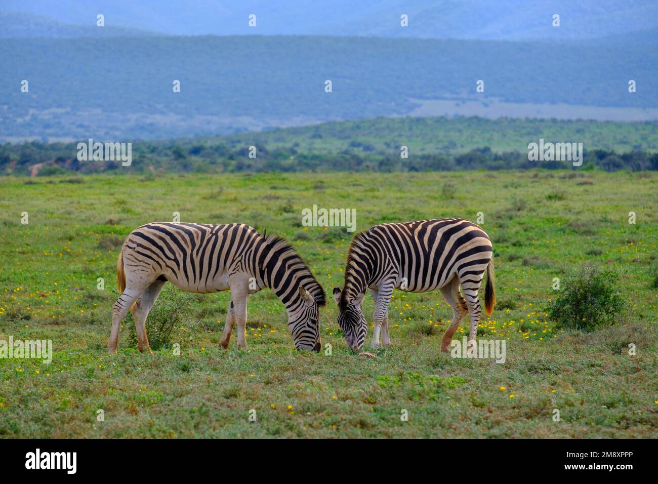 Plains Zebra Equus Quagga Addo Elephant Park Addo Elephant National