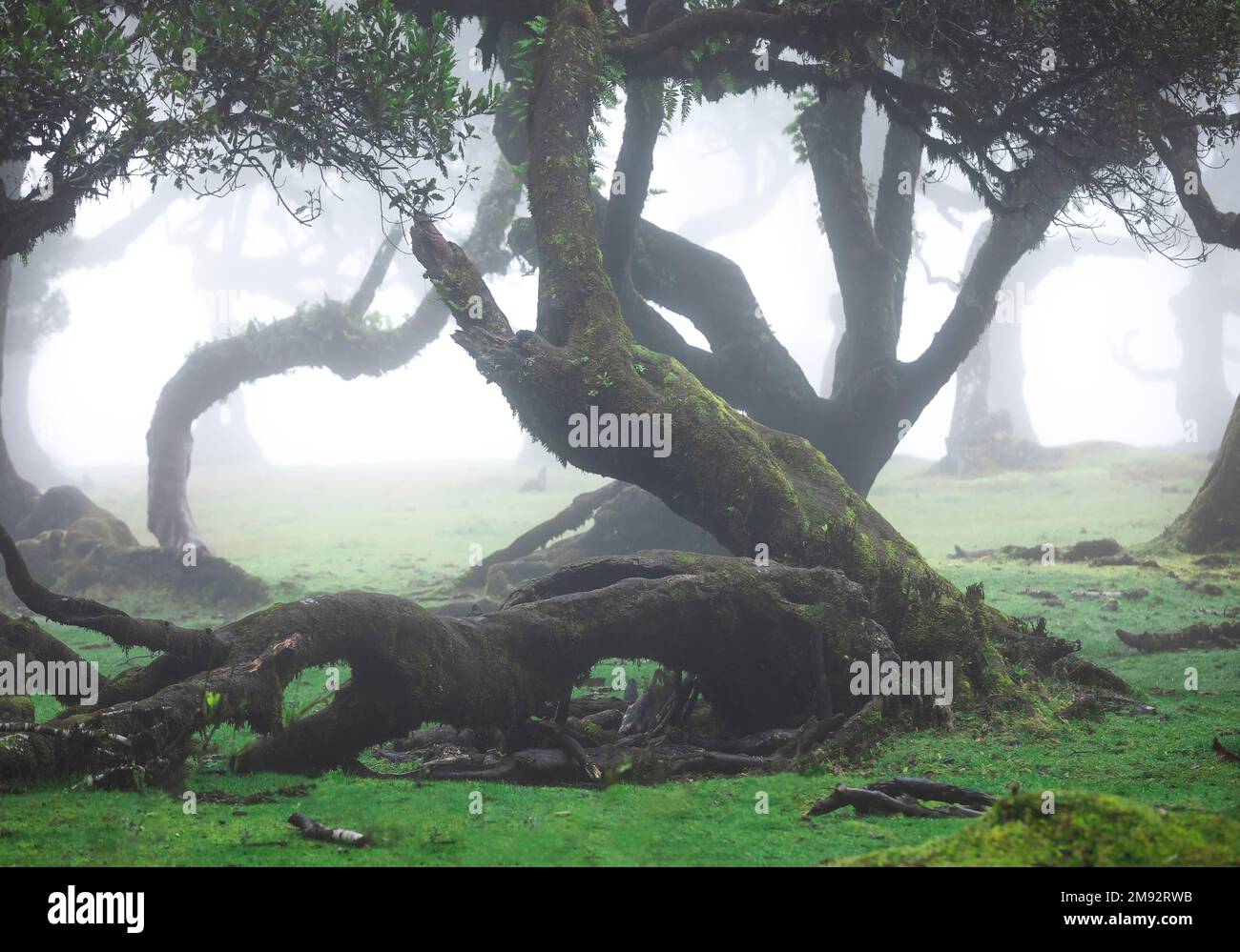 Mystical View Of Old Trees Covered With Moss Growing In Woods On Misty