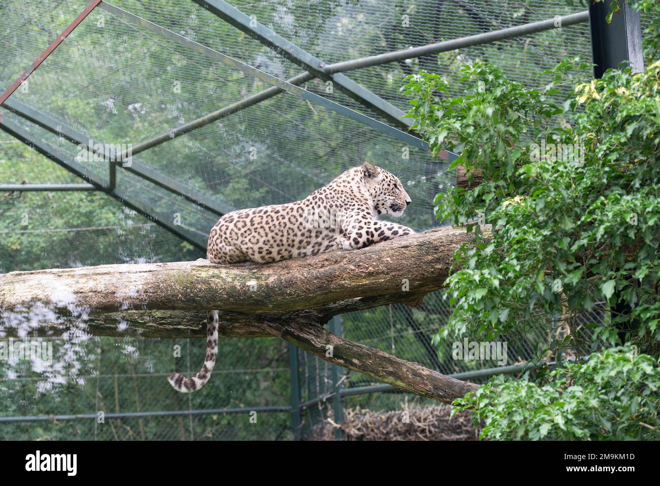 Lying Male Persian Leopard Panthera Pardus Saxicolor Stock Photo Alamy