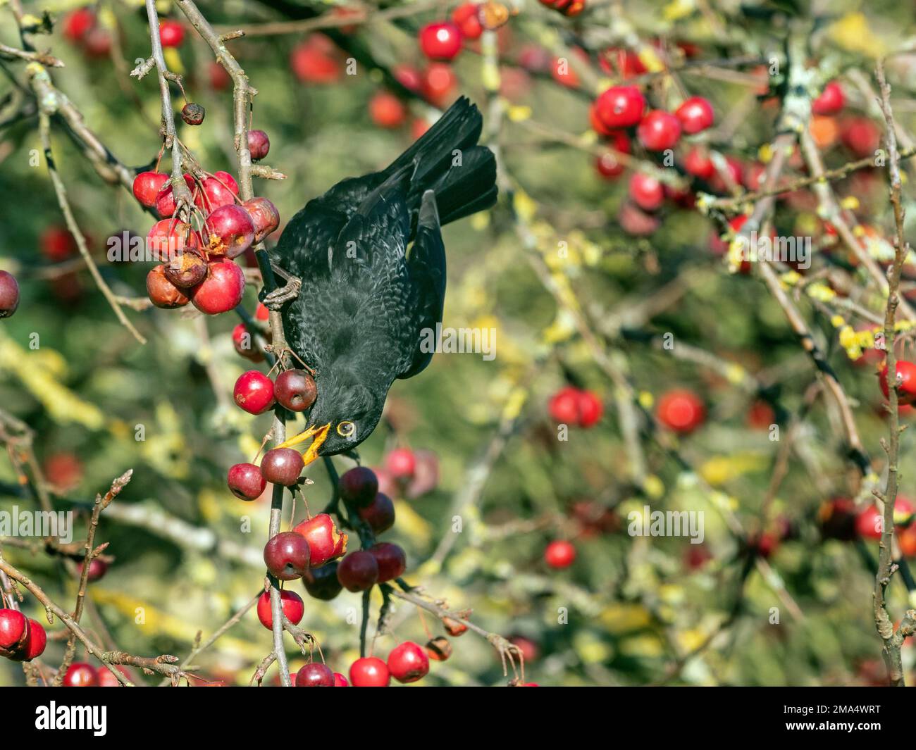 Blackbird Turdus Merula Male Feeding On Crab Apples In Garden Norfolk