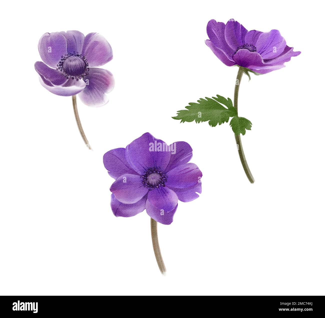 Set Flowers Hand Painted Anemones Isolated White Background Floral