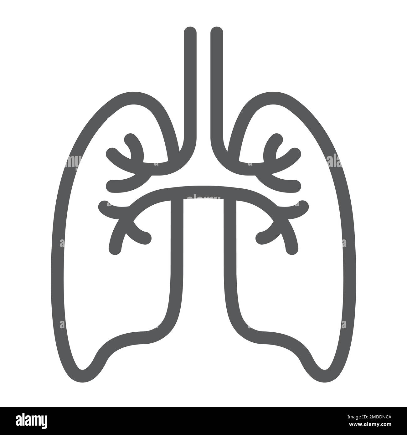 Lungs Line Icon Anatomy And Biology Pulmonology Sign Vector Graphics