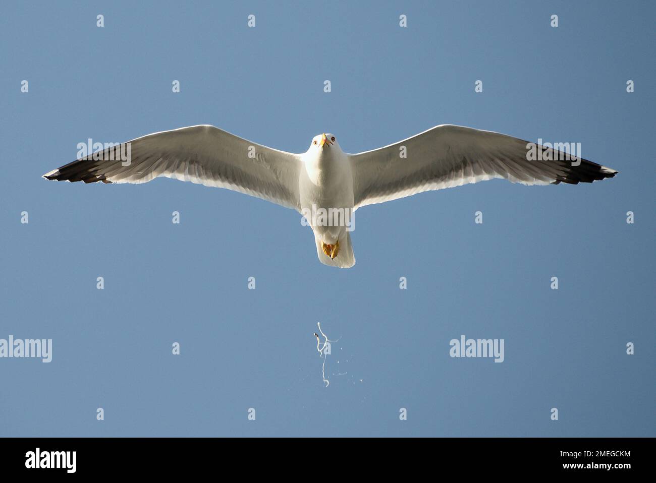 Seagull In Flight Unleashes Bird Droppings Stock Photo Alamy