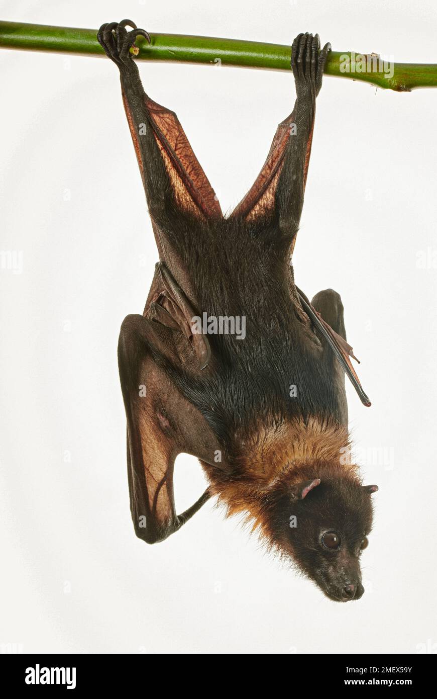 Indian Flying Fox Pteropus Giganteus Stock Photo Alamy