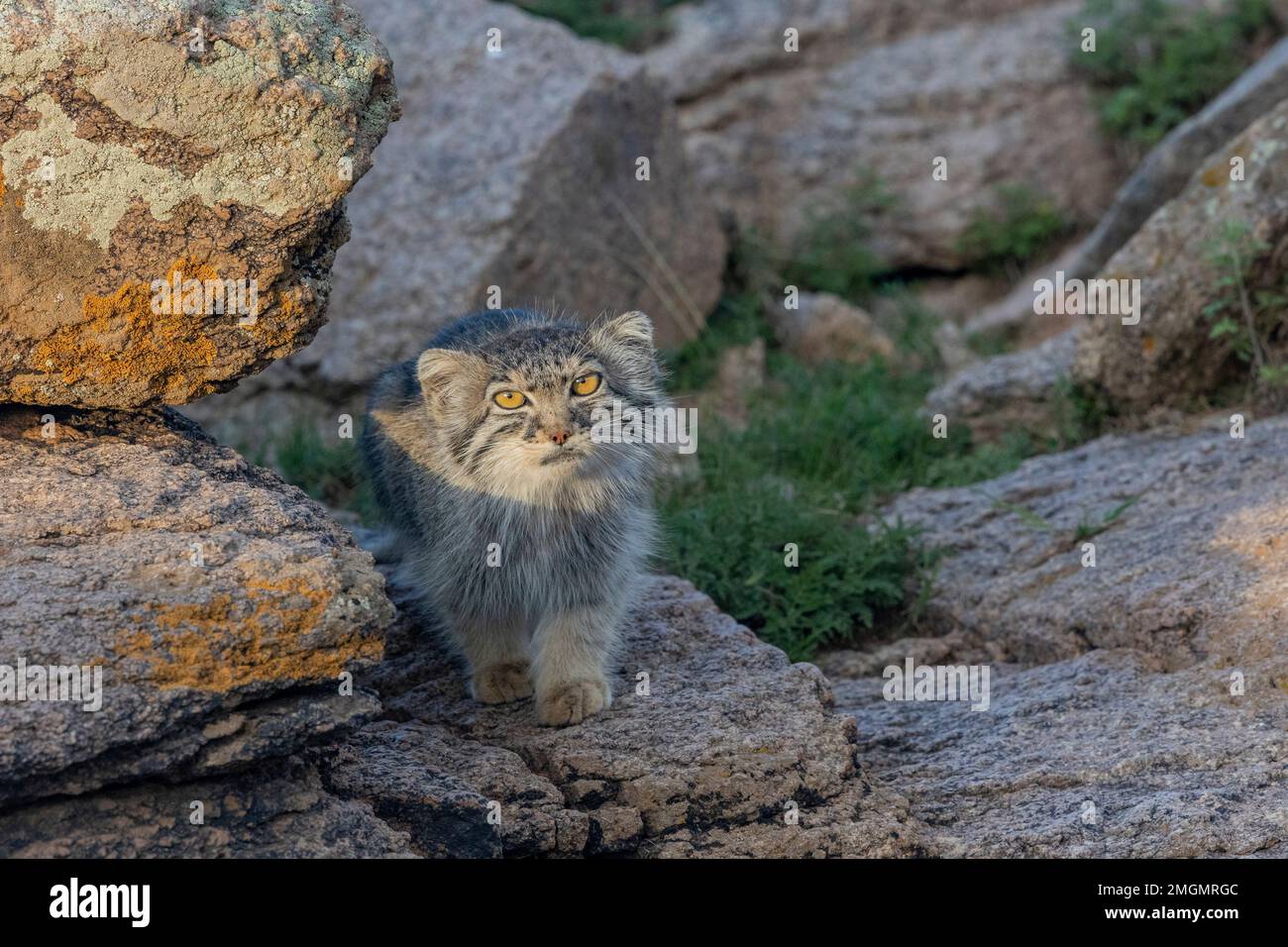 Pallas S Cat Otocolobus Manul Female Adult On A Rock Steppe Area