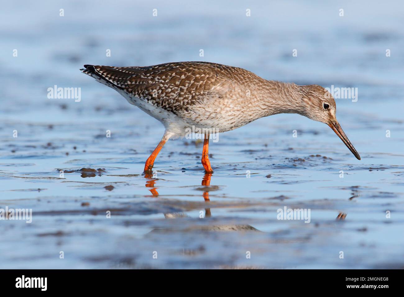 Common Redshank Tringa Totanus Juvenile On Autumn Migration