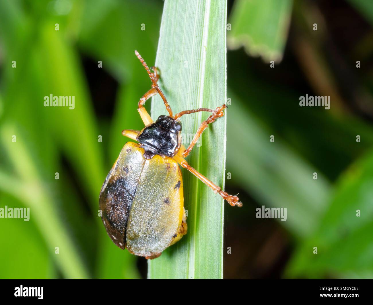 Unusual Looking Leaf Beetle Chrysomelidae In The Rainforest