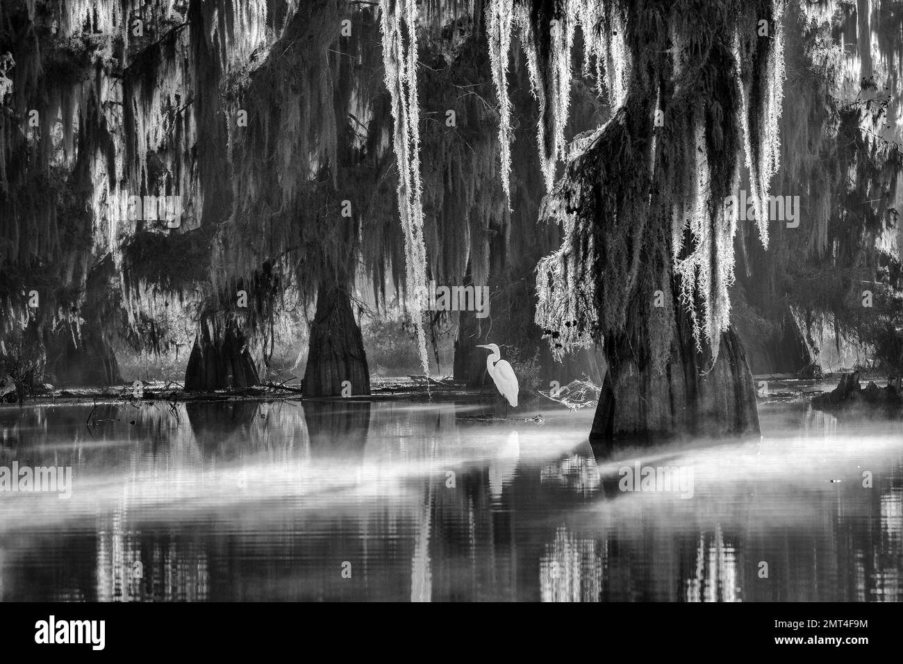 Louisiana Atchafalaya Basin Black And White Stock Photos Images Alamy