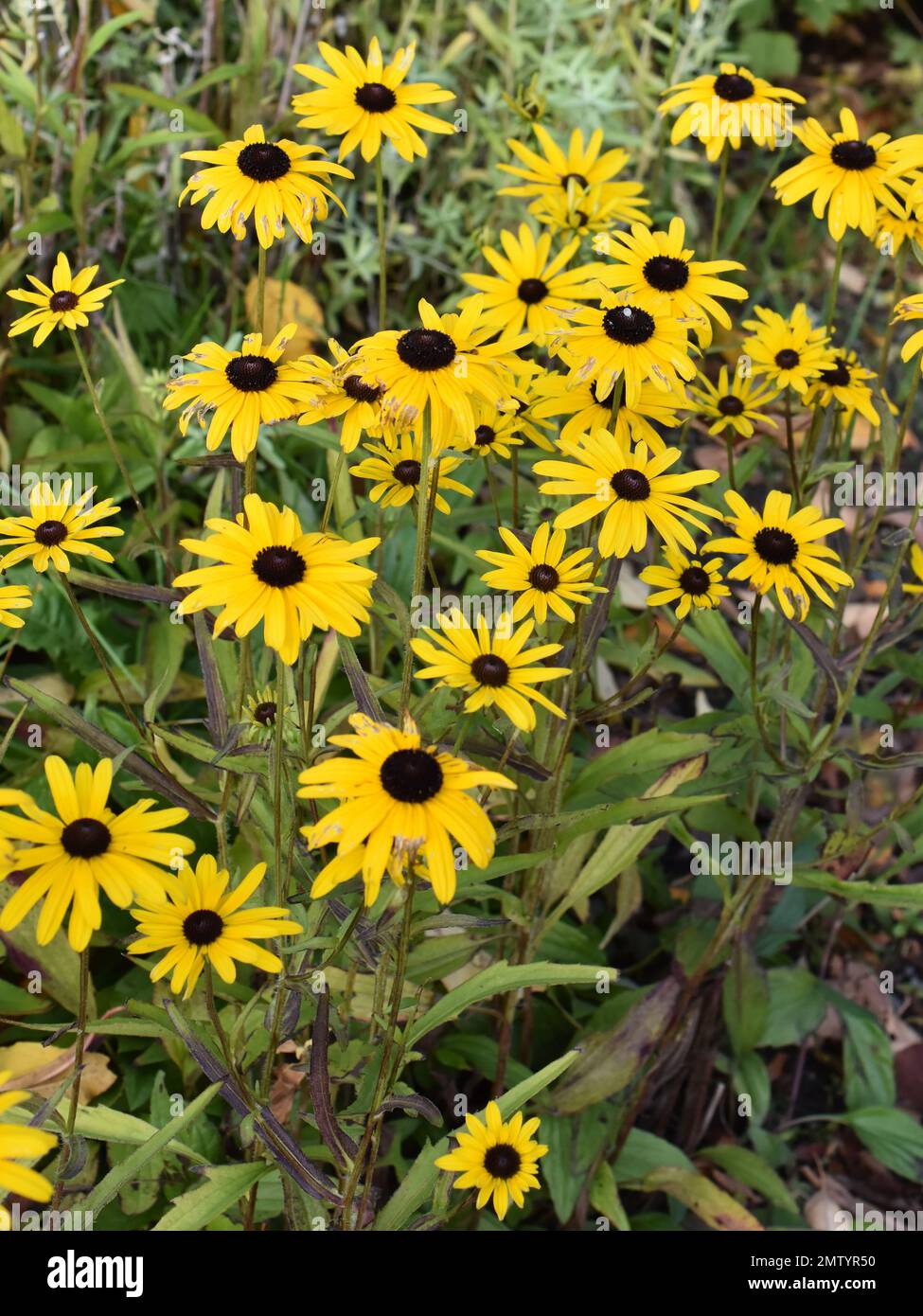 Black Eyed Susan Rudbeckia Hirta Yellow Sunflower Flowers Stock Photo