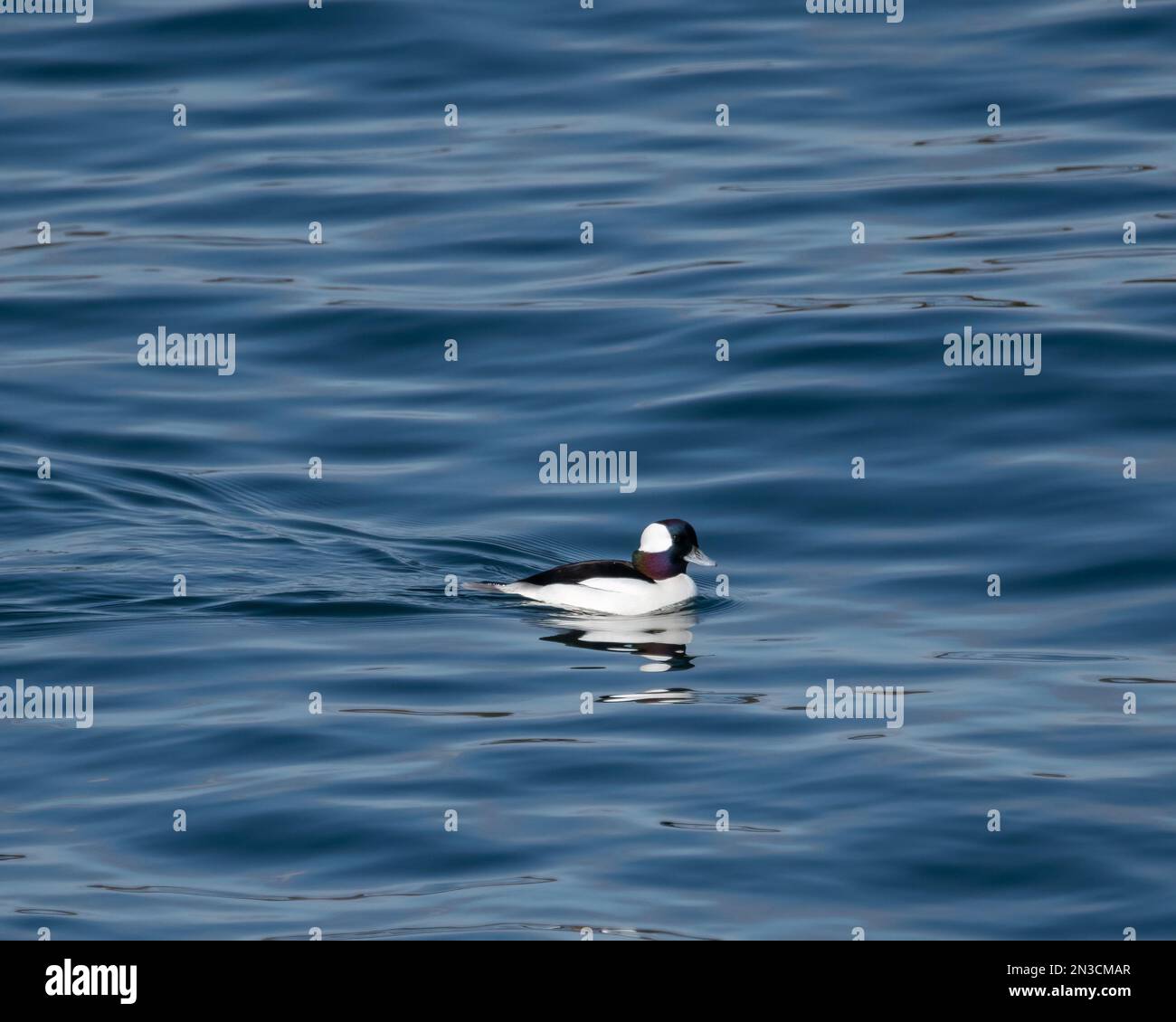 A Male Bufflehead Swimming In The Water Stock Photo Alamy