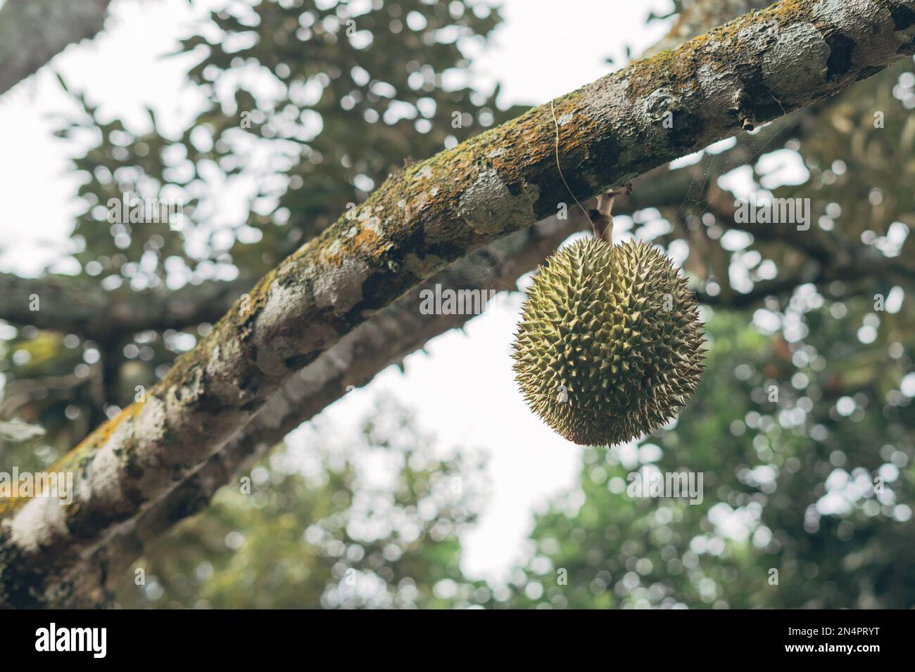 Durian Fruit Durio Zibethinus Hanging On The Tree Waiting To Be