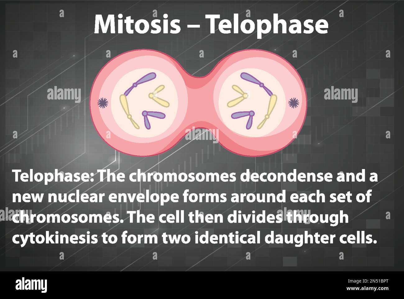 Process Of Mitosis Telophase With Explanations Illustration Stock