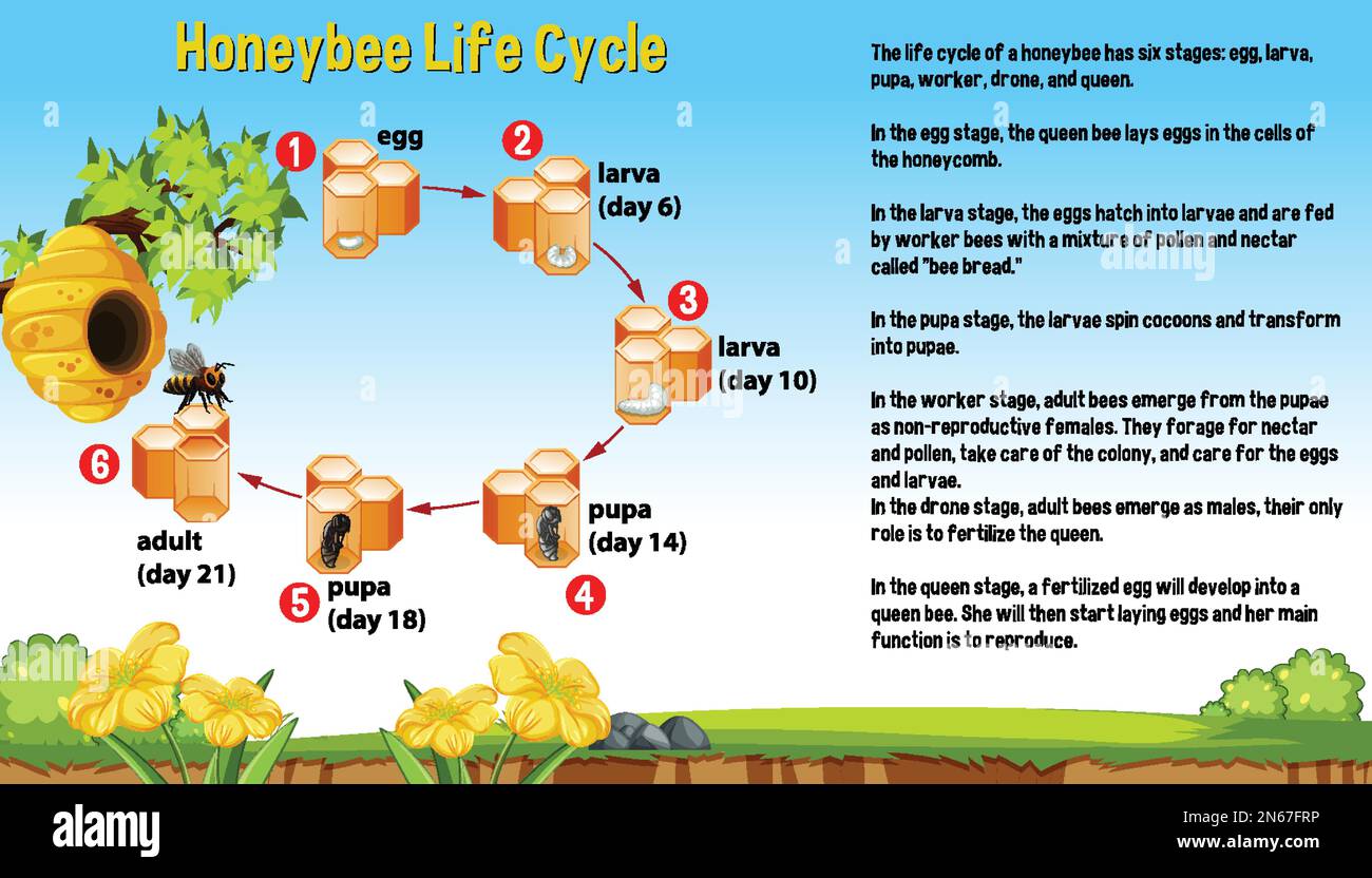 Honeybee Life Cycle Diagram With Explanation Illustration Stock Vector