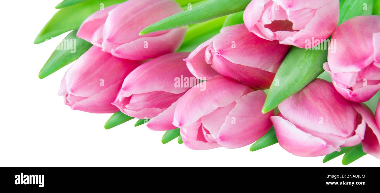 Pink Tulips Isolated On White Background Stock Photo Alamy