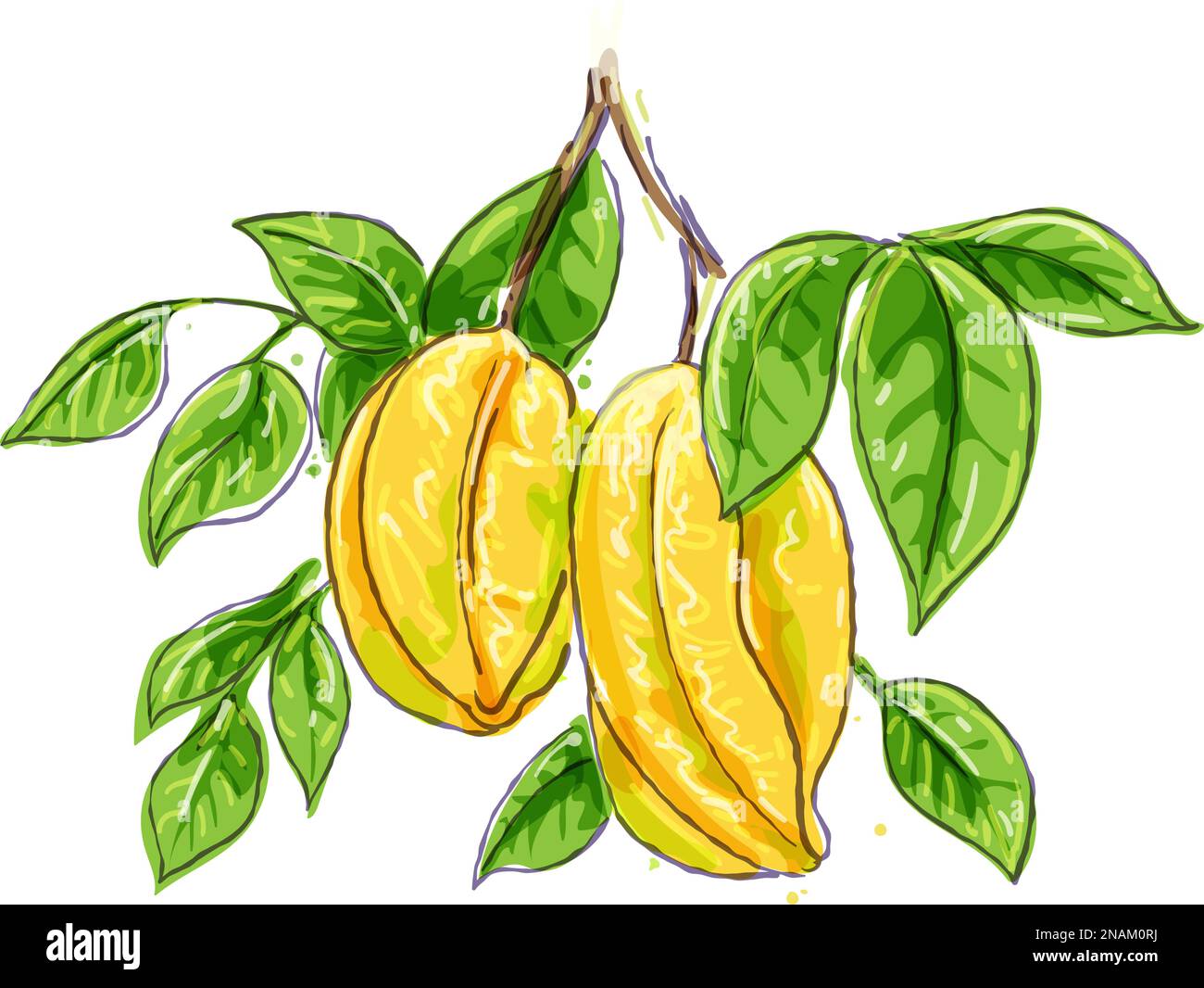 Carambola Watercolor Drawing Stock Vector Image Art Alamy