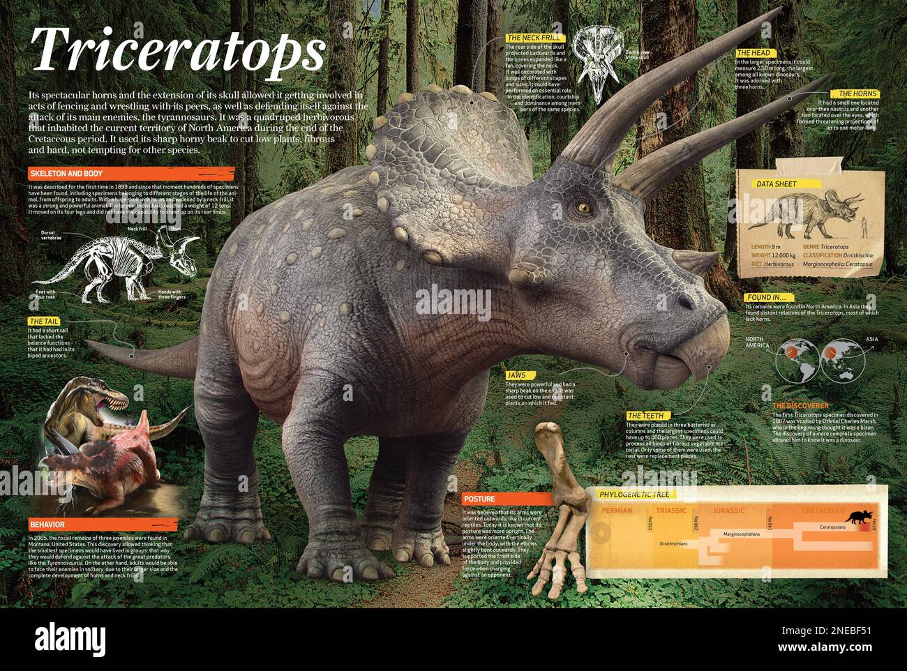 Infographic Of Triceratops An Herbivorous Dinosaur That Lived During