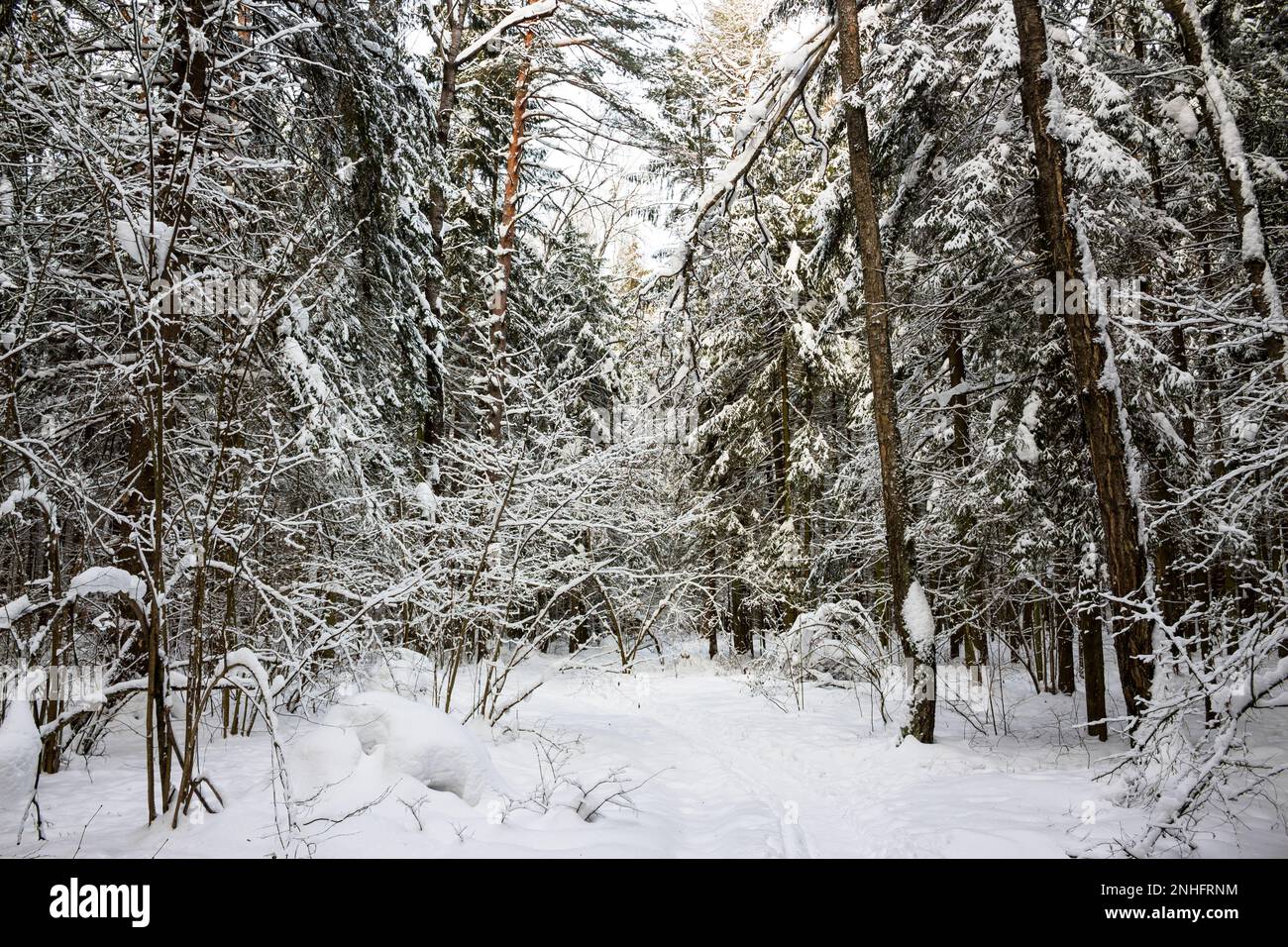 Winter Mixed Forest With Trees Covered With Snow Stock Photo Alamy