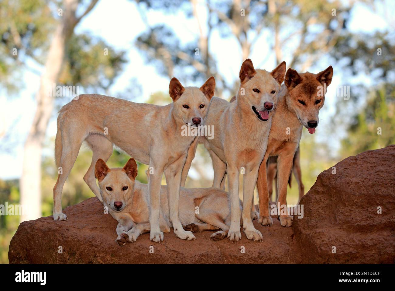 Dingo Canis Familiaris Dingo Pack Of Adults On Rock Phillip Island